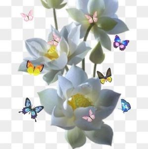 Meet your Posher, Duc